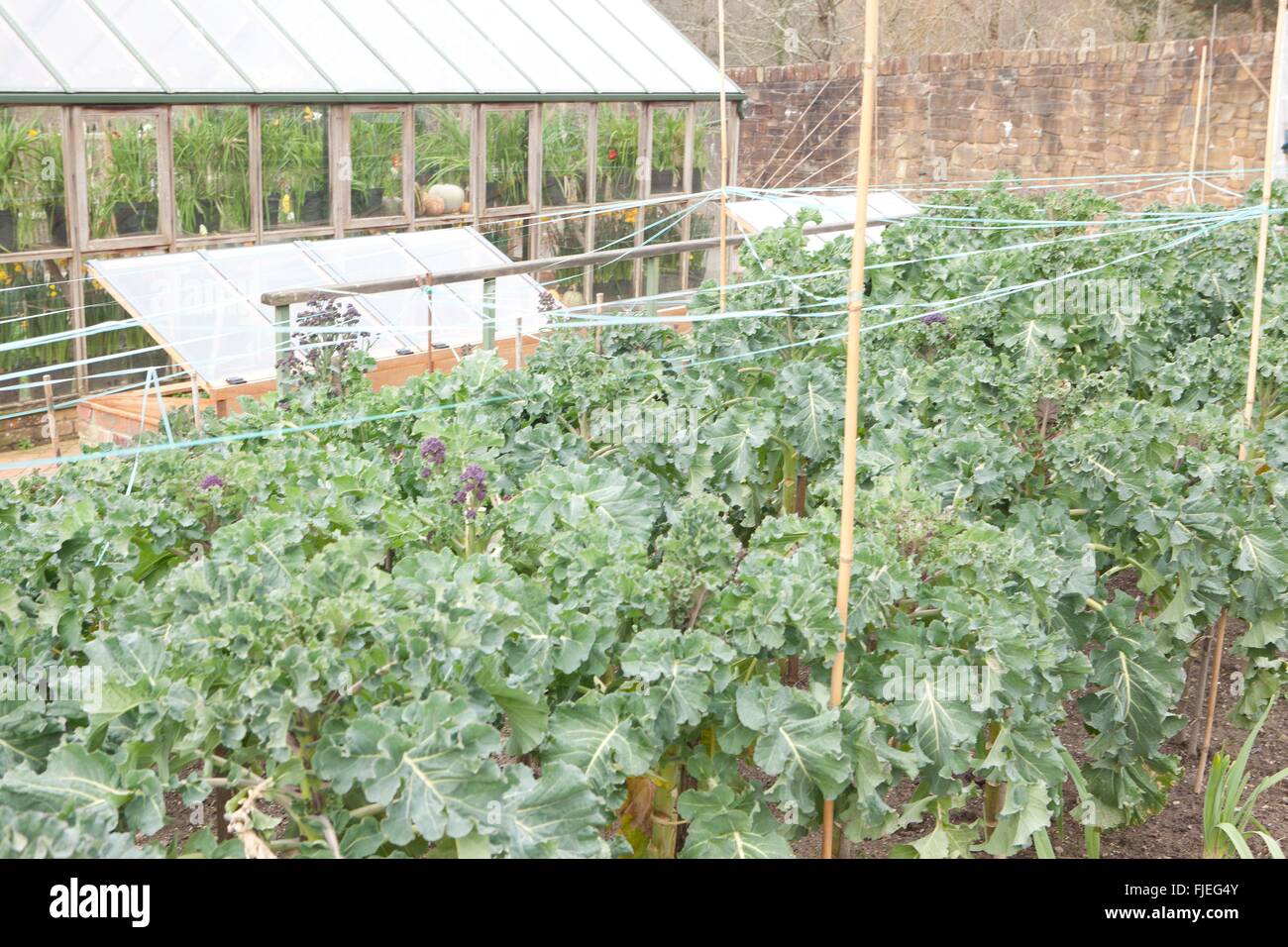 Vegetable garden pest Fotos und Bildmaterial in hoher Auflösung Alamy