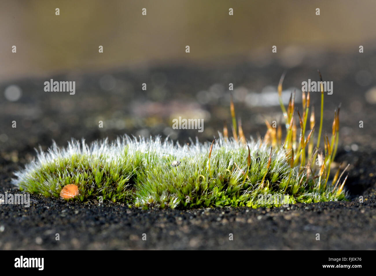 Wand Schraube-Moos (Tortula Muralis) breit. Ein Kissen eines gemeinsamen Mooses mit Laubmoose und silberner Farbe von vorspringenden Nerven Stockfoto