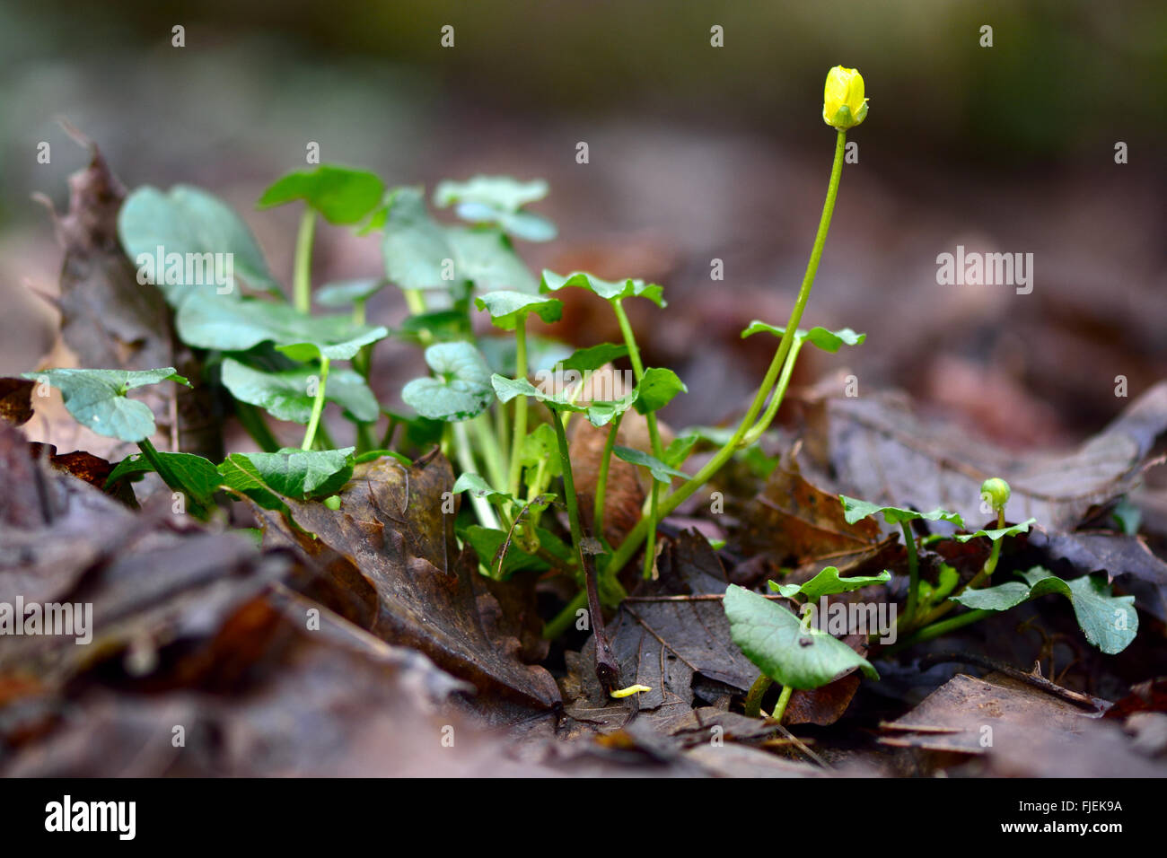 Kleinen Schöllkraut (Ranunculus Ficaria). Niedrigen Wald Pflanze in der Familie Butterblume (Butterblume), mit Knospe bereit, offen Stockfoto
