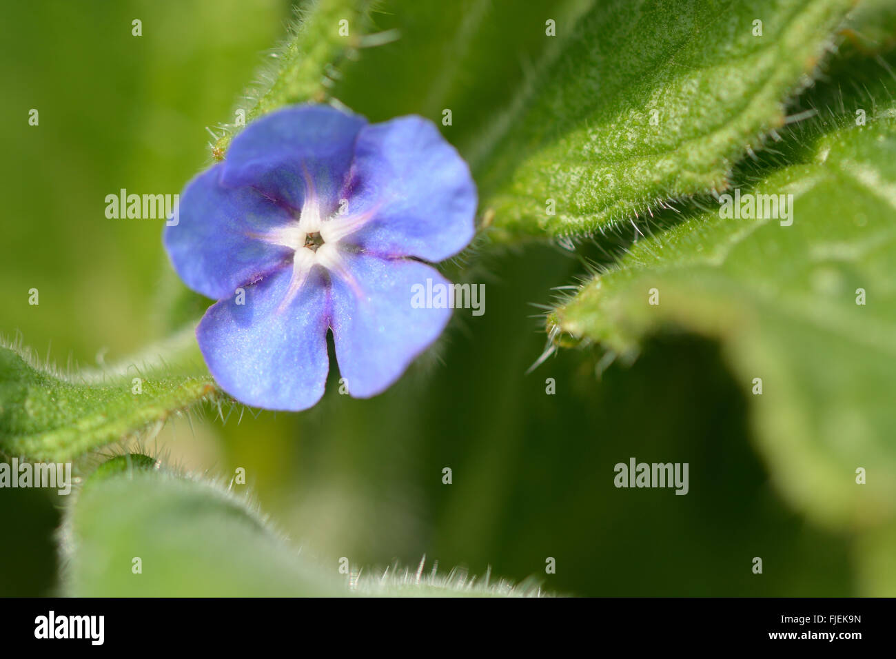 Grüne Alkanet (Pentaglottis Sempervirens). Blaue Blume auf einer grob behaart Pflanze in der Familie Boraginaceae hautnah Stockfoto