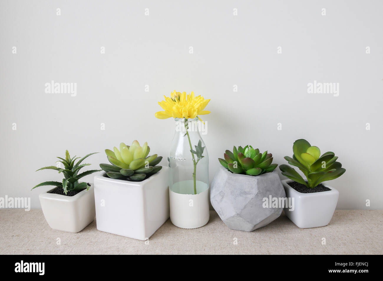 Vielzahl von Sukkulenten in Töpfen und gelbe Blume in Glasflasche, Heimtextilien Stockfoto