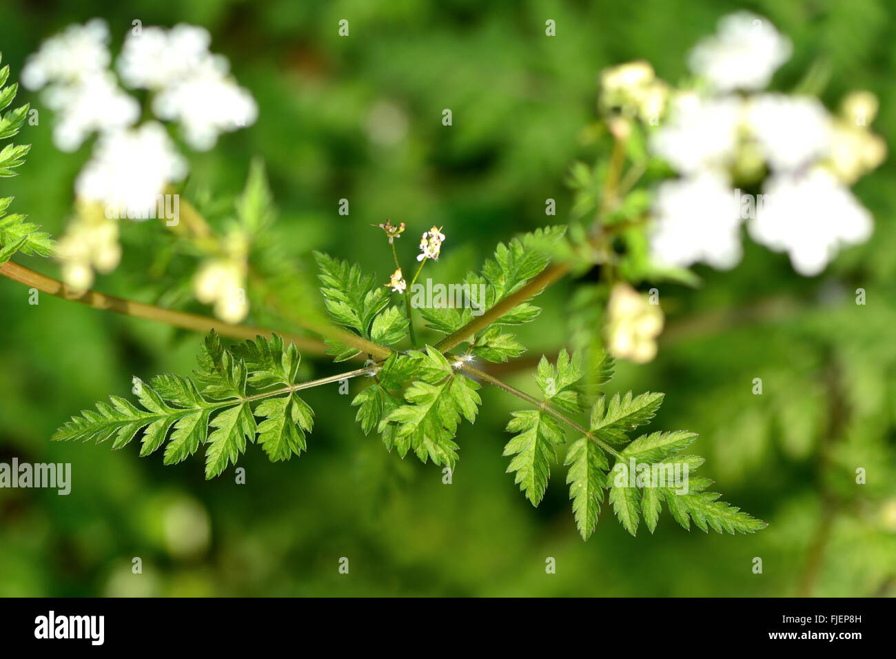 Kuh Petersilie (Anthriscus Sylvestris). Pflanzen Sie in der Karotte-Familie (Apiaceae), Blätter und Dolde weißer Blüten zeigen. Stockfoto