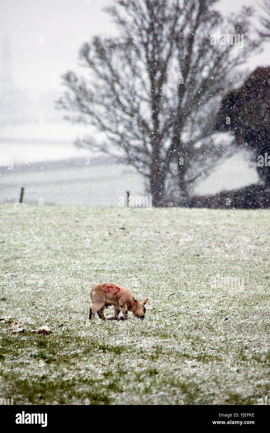 Sturm Jake verlassen Schnee auf einer Hochebene schäferei als lambing Jahreszeit anfängt, Flintshire, Wales, Großbritannien Stockfoto