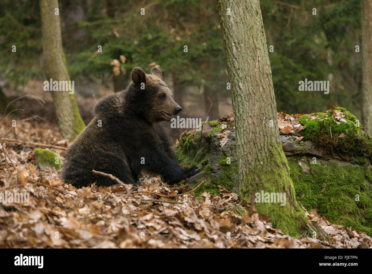 Europäischer Braunbär / Europaeischer Braunbaer (Ursus Arctos), ältere Jungtier, erforscht seine Umgebung, in natürlicher Umgebung. Stockfoto