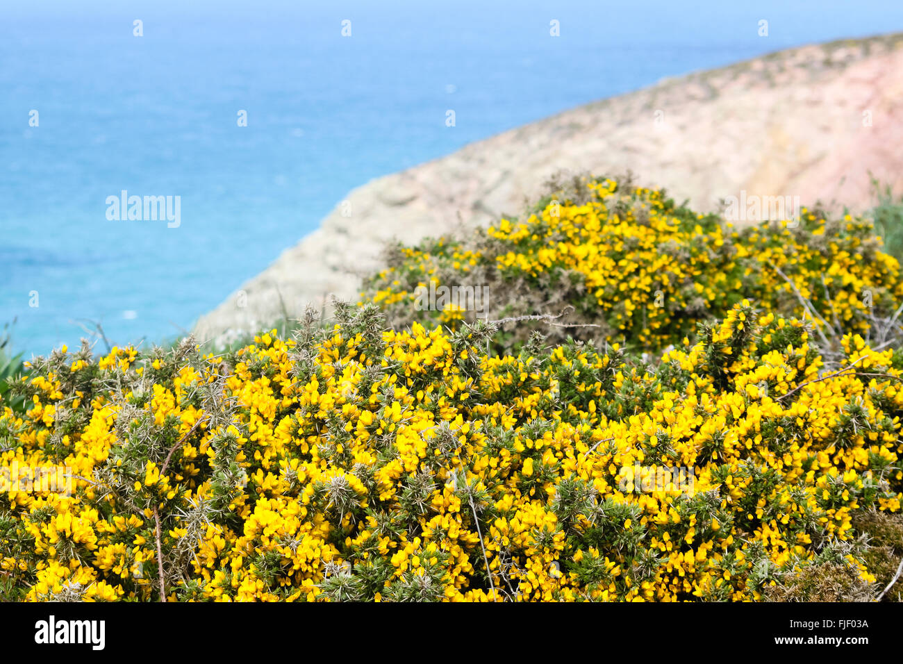 St Agnes, Cornwall, UK. Gemeinsamen Vogels-Fuß-Kleeblatt (Lotus Corniculatus) in Blüte an der kornischen Küste. Stockfoto