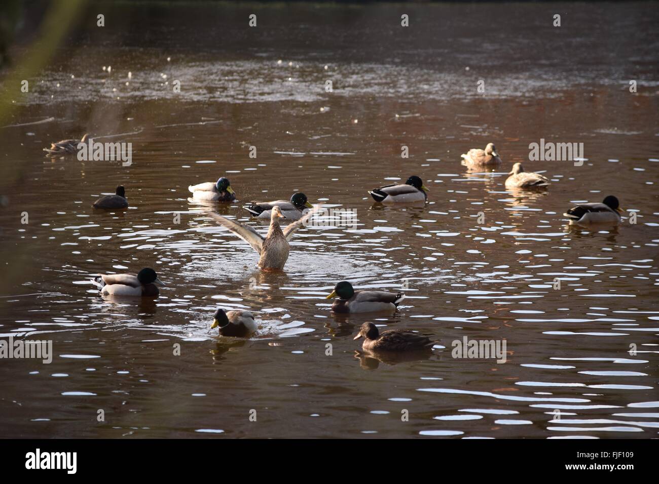 Tanzende Ente. Stockfoto