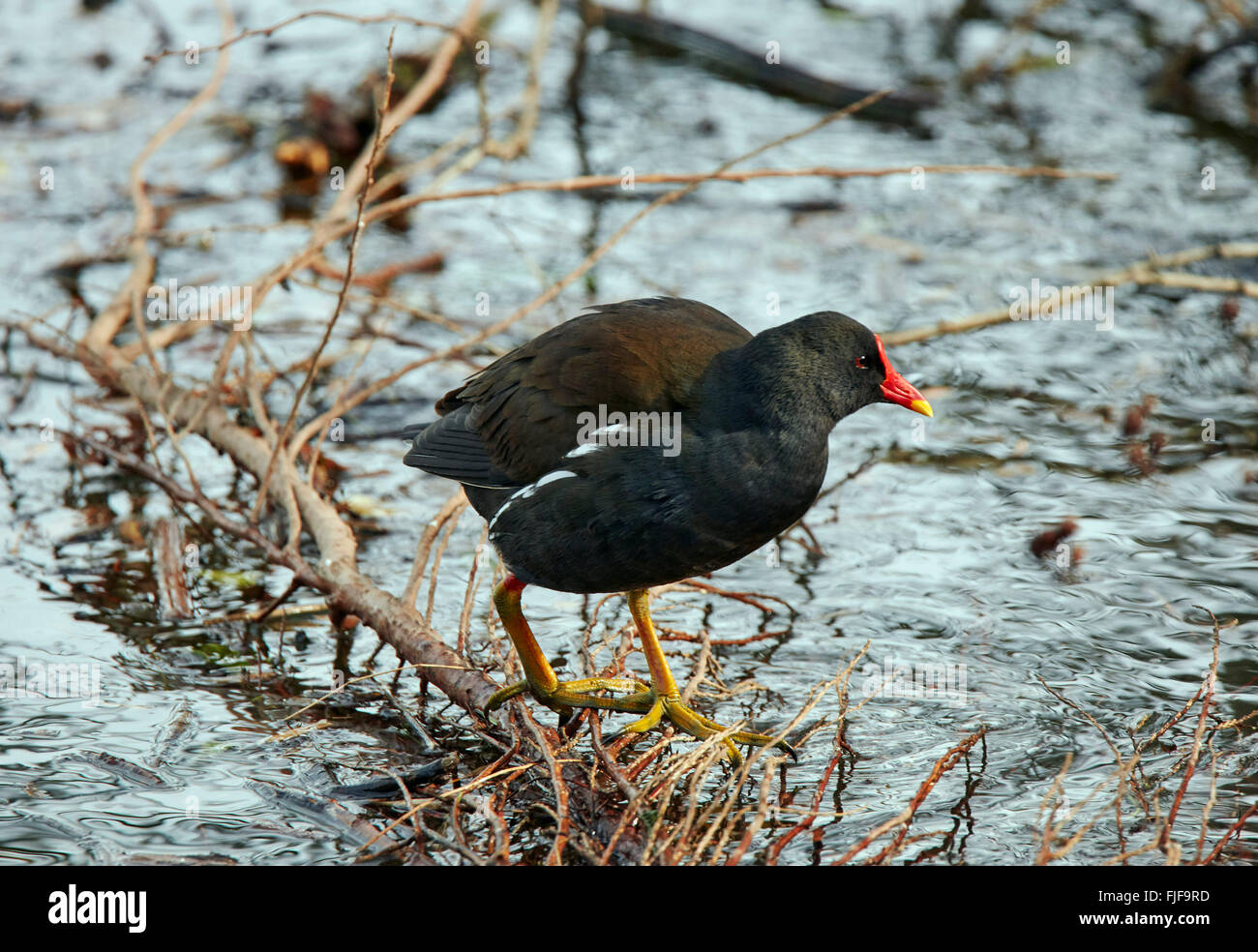 Teichhuhn auf der Suche nach einem Nistplatz am Flussufer Vegetation.  Fluß Themse, Hurst Park West Molesey, Surrey, England. Stockfoto