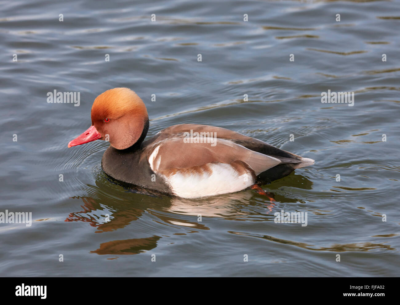 Rot-crested Tafelenten auf Themse. Hurst Park, West Molesey Surrey, England. Stockfoto