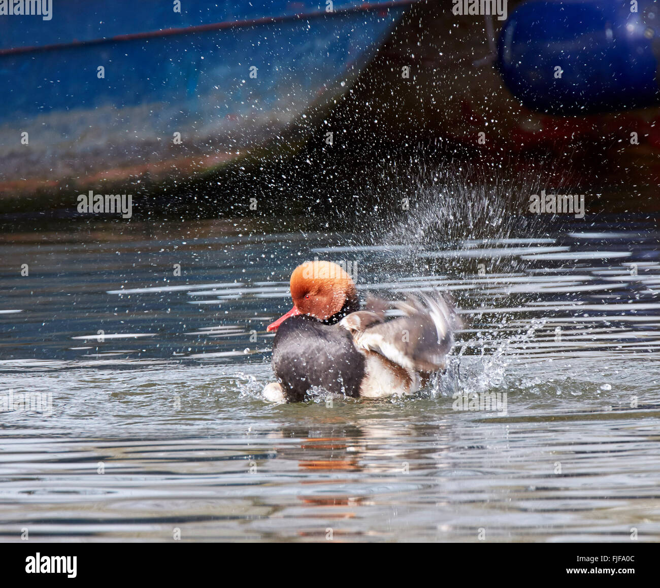 Rot-crested Tafelenten auf Themse. Hurst Park, West Molesey Surrey, England. Stockfoto