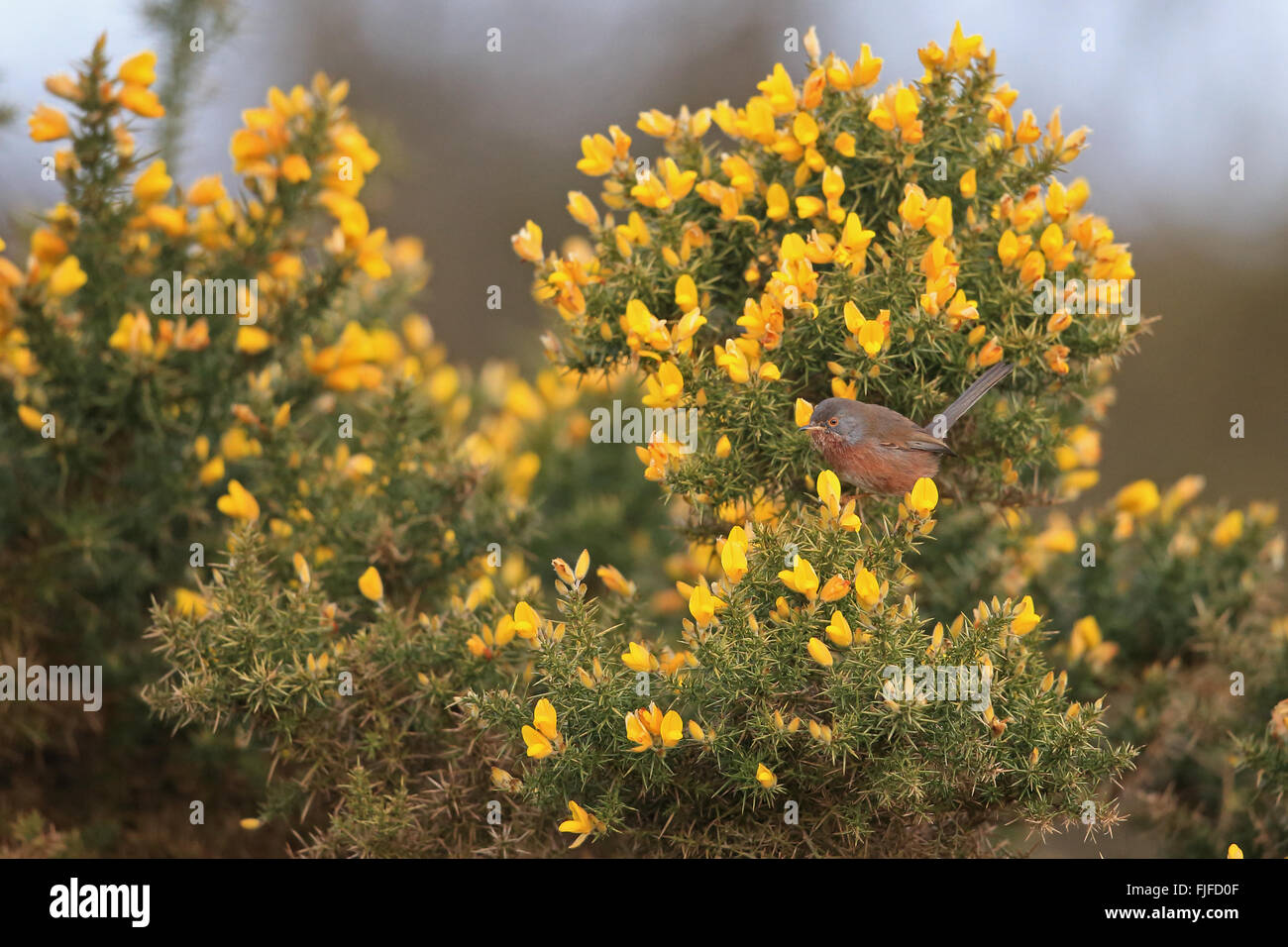 Dartford Warbler (Sylvia Undata) Stockfoto