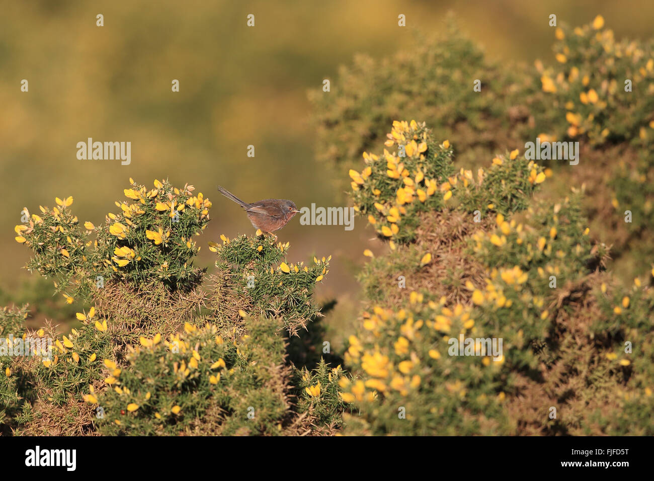 Dartford Warbler (Sylvia Undata) Stockfoto