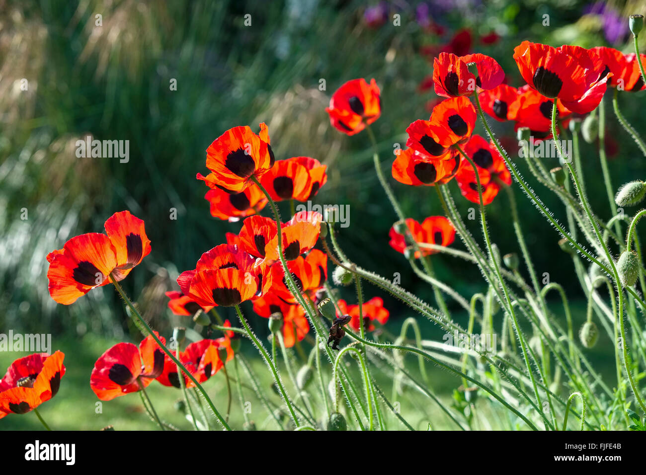 Papaver Commutatum - Marienkäfer-Mohn Stockfoto