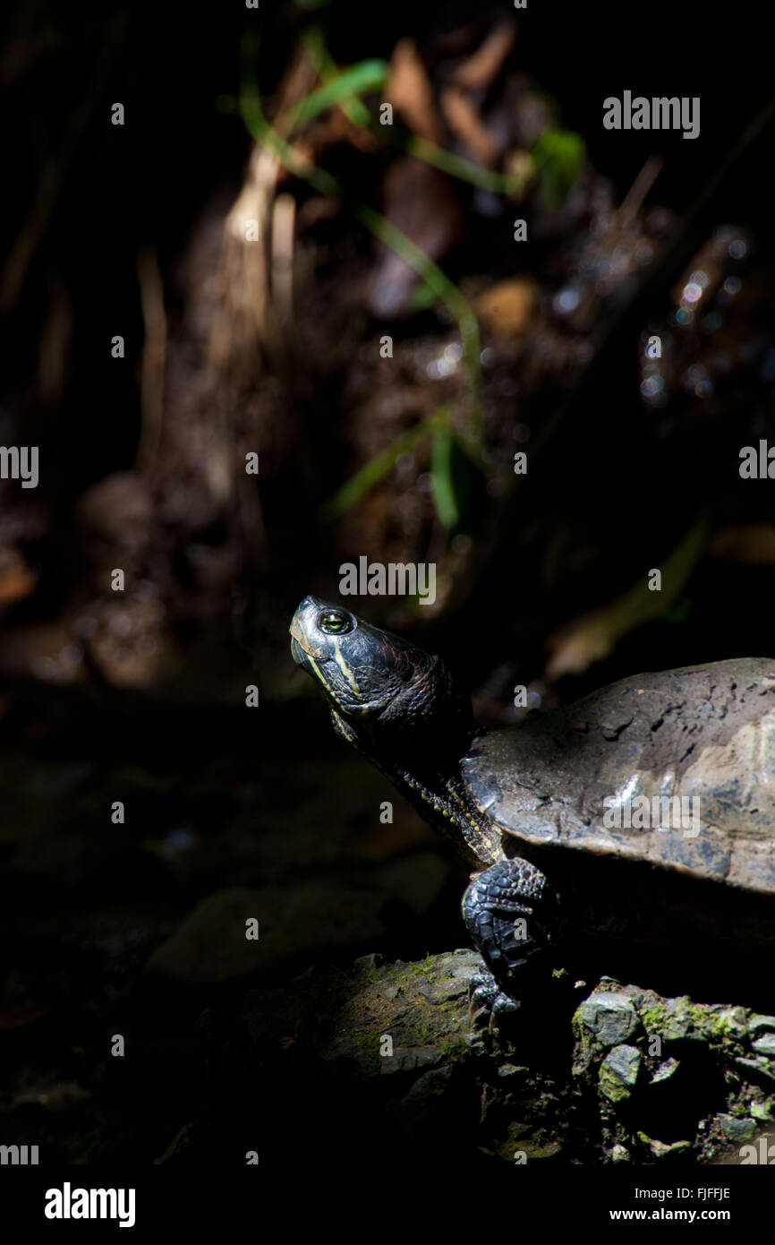 Rot-eared Slider Schildkröte neben einem Teich im Stadtpark, Republik von Panama. Stockfoto