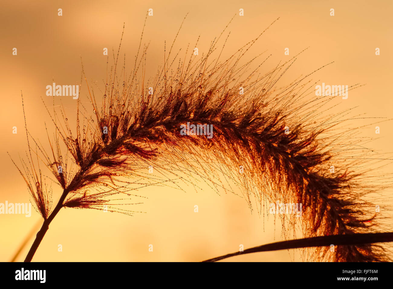 Lila Blume Brunnenköpfe Grass bei Sonnenuntergang - Lampenputzergras Setaceum "Rubrum" Stockfoto