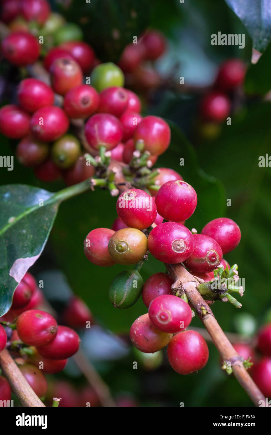 Arabica Kaffeebohnen auf der Bolaven Plateau in Laos wachsen Stockfoto