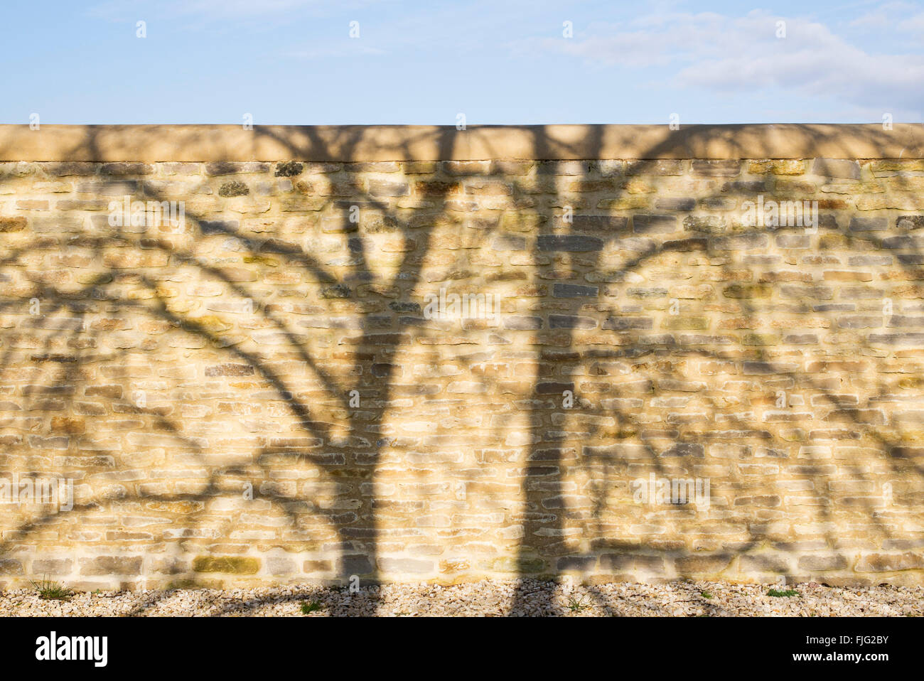 Baum Schatten Muster auf einem Stein Garten Wand Stockfoto