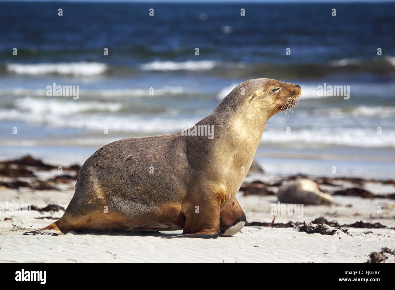 Australische Seelöwe (Neophoca Cinerea) am Strand von Seal Bay, Kangaroo Island, South Australia, Australien. Stockfoto