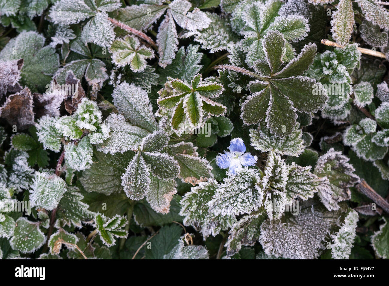 Bodendecker, Pflanzen bedeckt mit Raureif, Baden-Württemberg, Deutschland Stockfoto