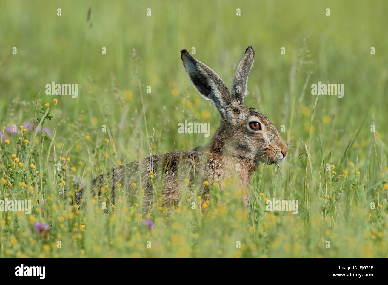 Braunhase / Europäischer Hase / Feldhase ( Lepus europaeus ), erwachsen, sitzt auf einer Blumenwiese, ernährt sich von Gras, im Frühjahr, Wildnis, Europa. Stockfoto