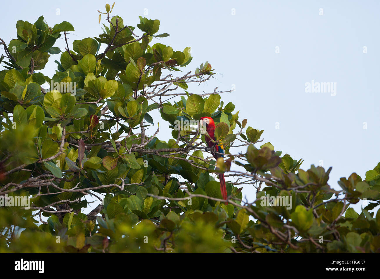 Hellroten Aras in Coiba-Nationalpark, Pazifik, Veraguas Provinz, Republik von Panama. Stockfoto
