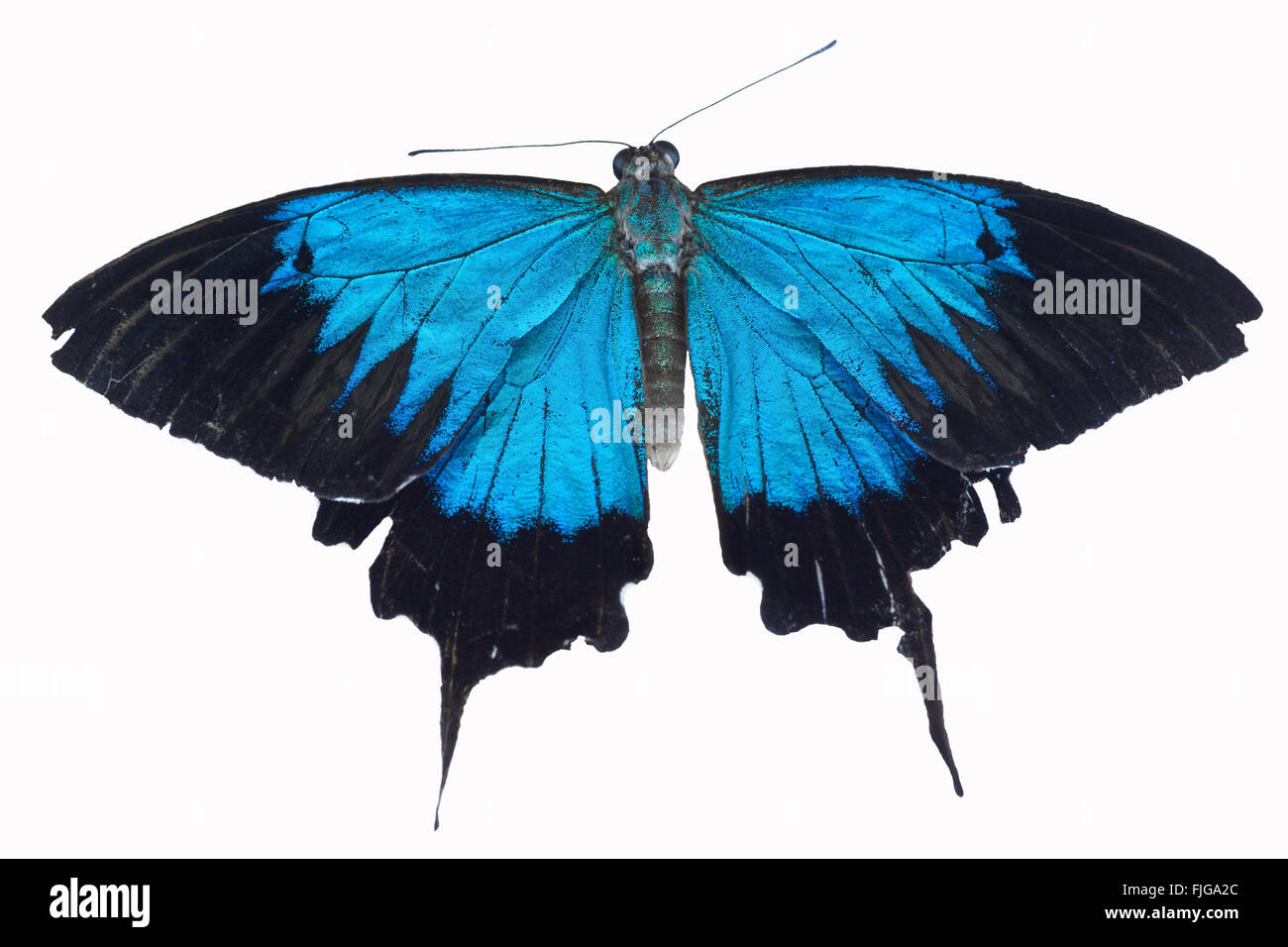 Blauer tropischer Schmetterling Papilio ulysses isoliert auf Weiß Stockfoto