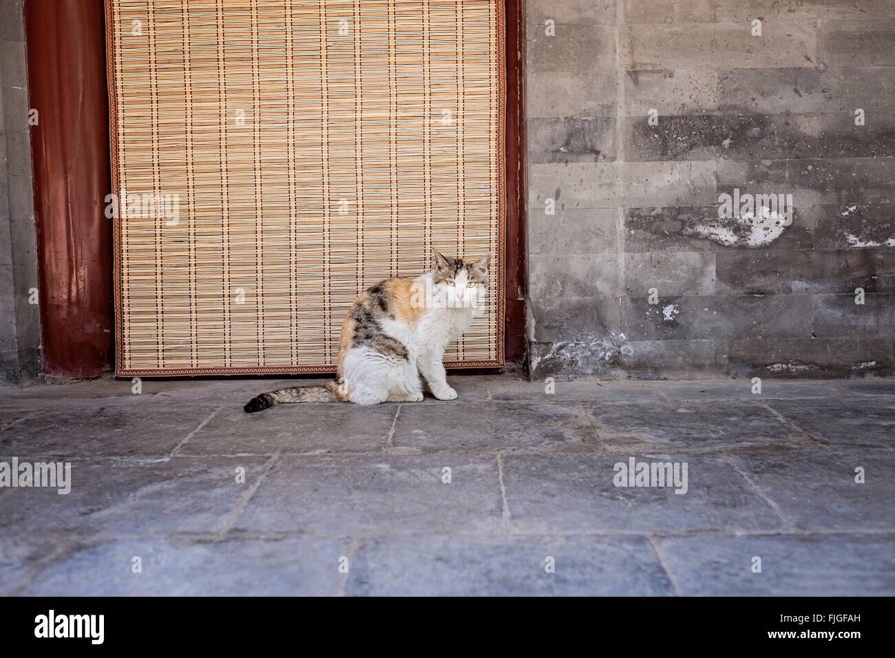 Katze im Tempel in Peking, China Stockfoto