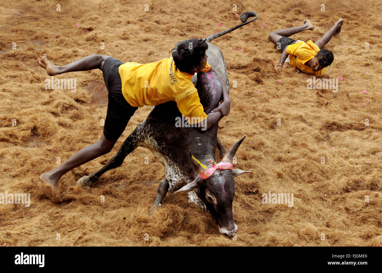 Jallikattu/Zähmung der Stier ist ein 2000 Jahre altes Sport in Tamil Nadu, Indien. Es während Pongal Feier geschieht. Stockfoto