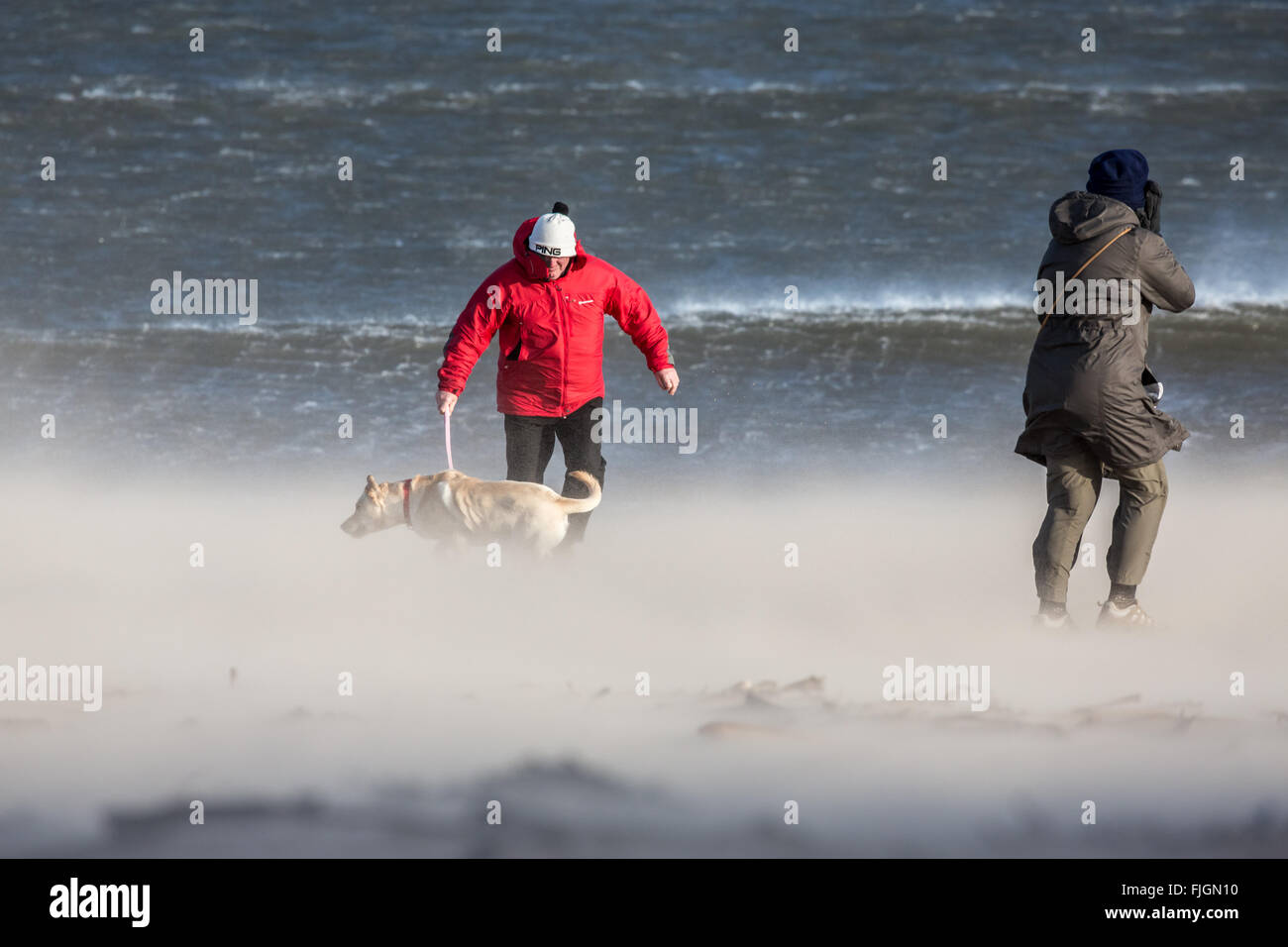 Menschen zu Fuß einen Hund auf ein windiger Strand mit Sand weht, Whitley Bay, Tyne and Wear, England. UK, GB, Europa. Stockfoto