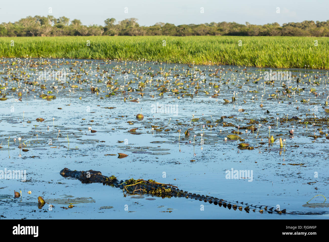 Salzwasserkrokodil (Crocodylus porosus) in Feuchtgebieten mit Seerosen im Kakadu National Park, Northern Territory, NT, Australien Stockfoto
