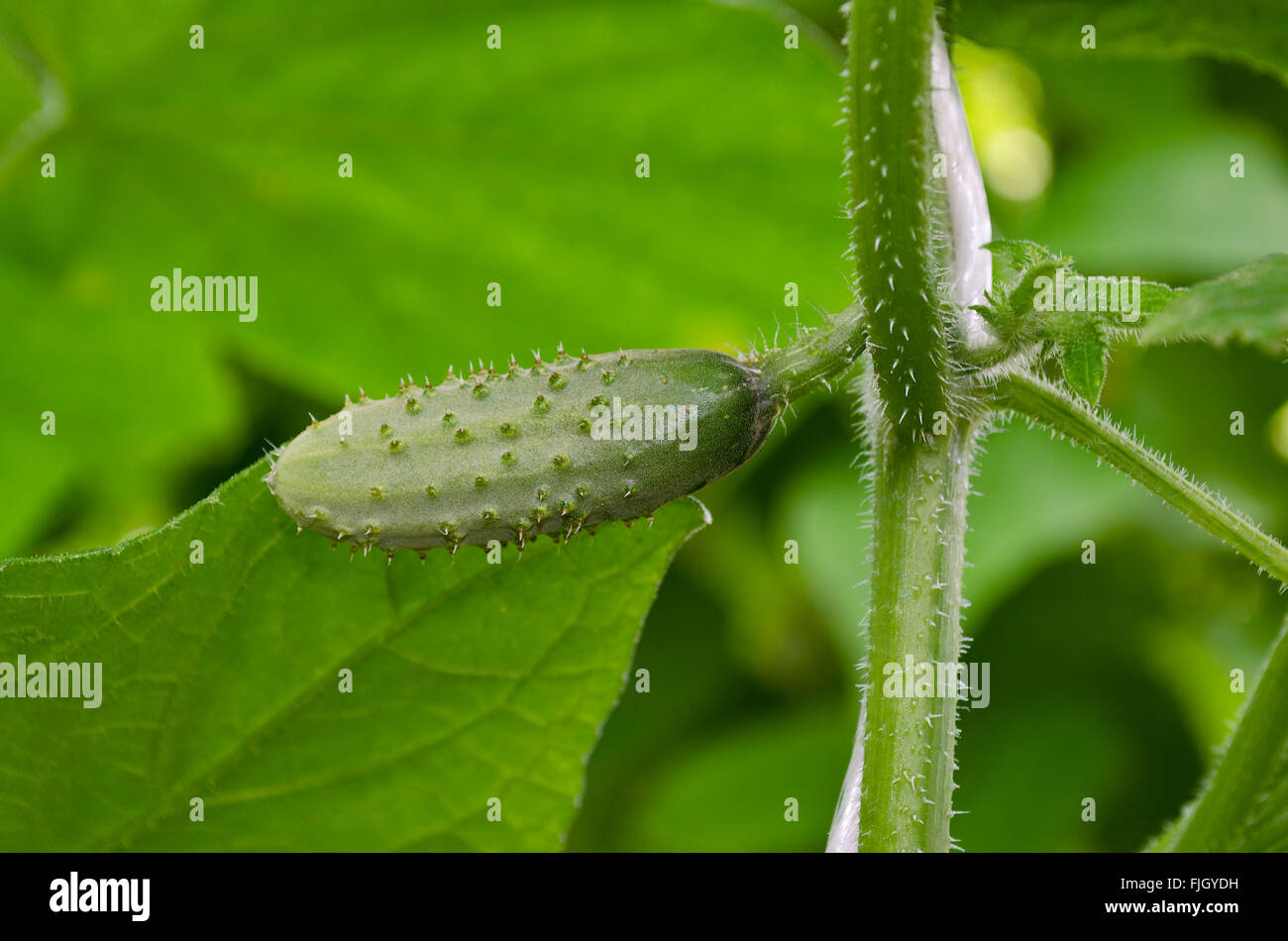 Gurken wachsen im Garten im Sommer Stockfoto