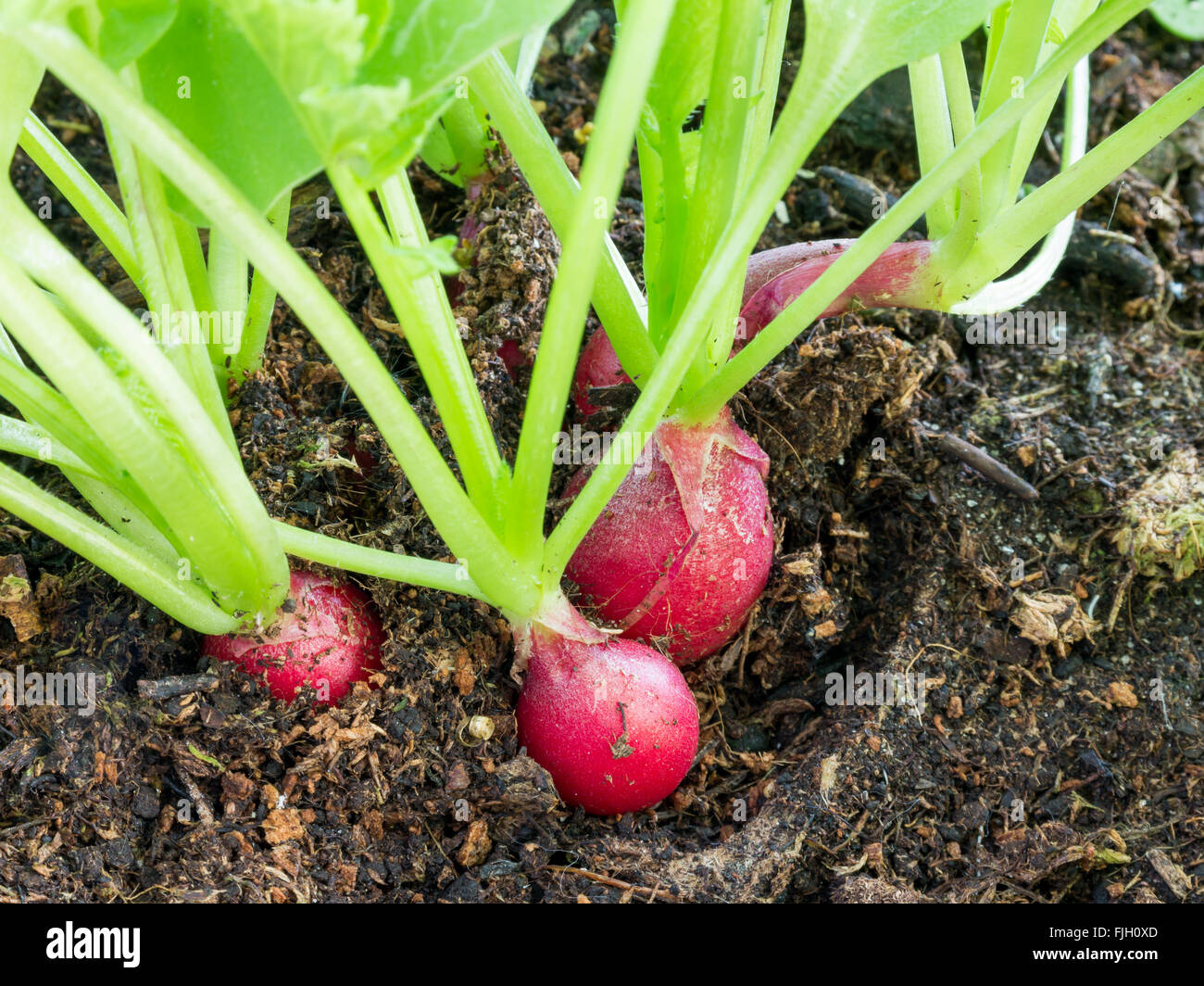 Detail von Radieschen, Raphanus Sativus, wachsen im Boden bereit zu essen oder in gesunden Salaten hinzufügen Stockfoto