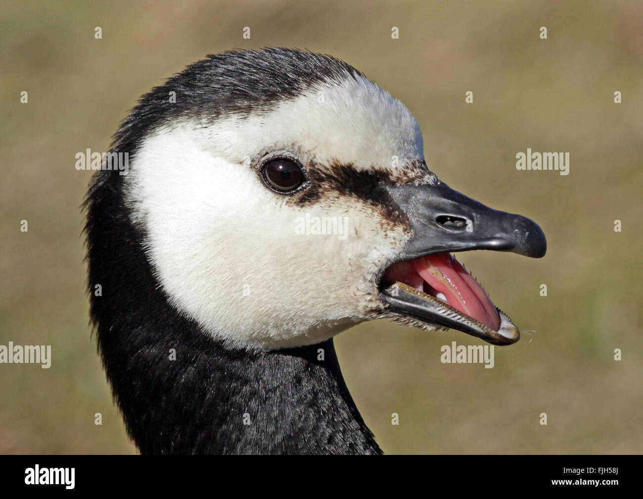 Barnacle-Gänsekopf, Seitenwau, Profil, offener Schnabel Stockfoto