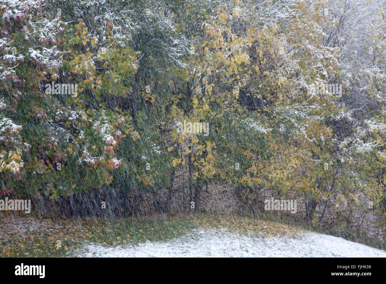 Erster Schnee im Herbst am Rande eines Waldes, noch mit bunten Blättern Stockfoto