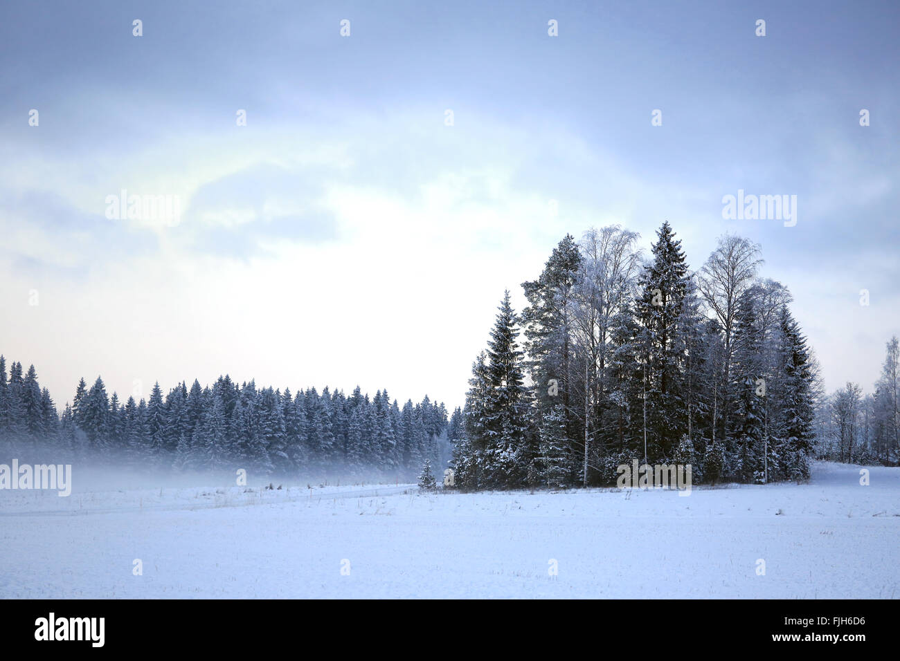 Landschaft von verschneiten und mattierte Bäumen an einem nebligen Winterabend in Finnland. Stockfoto