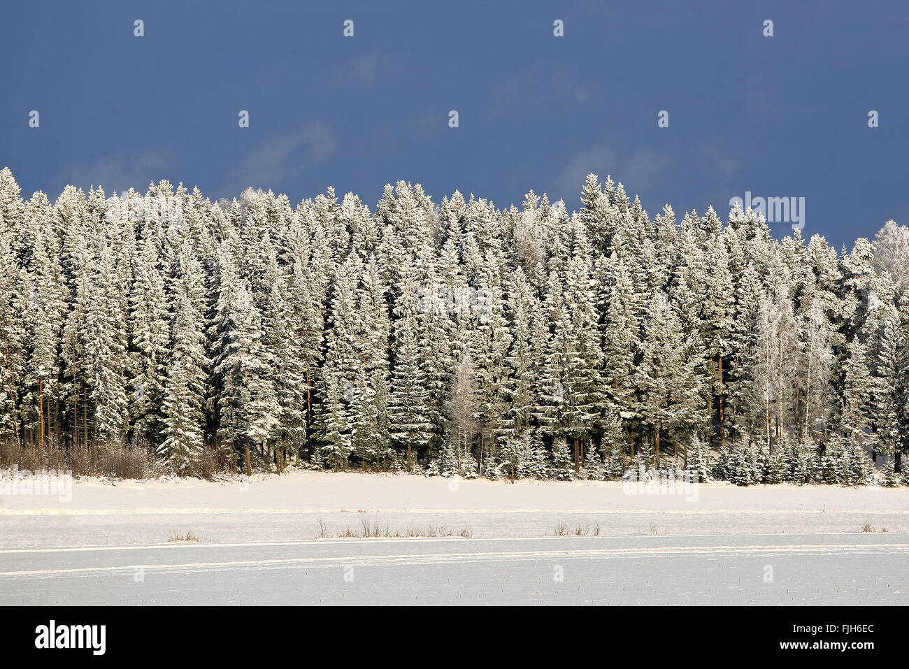 Fichtenwald bedeckt mit Schnee und Frost im Winter, geeignet für Hintergründe. Stockfoto