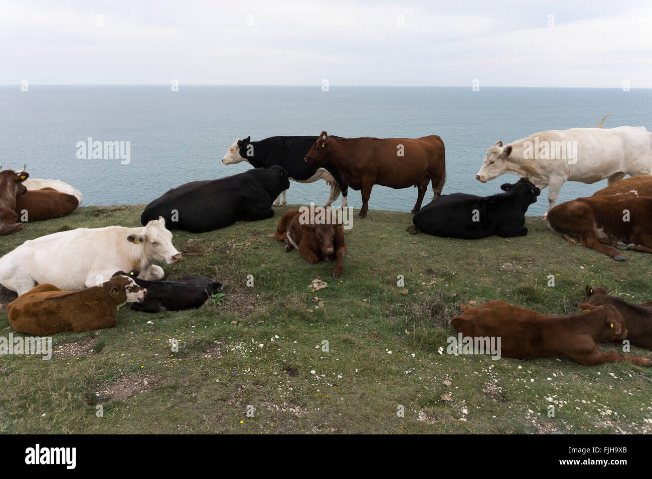 Kühe auf einer Klippe auf Rasen, Blick über den Ärmelkanal. Isle Of Wight, UK. Stockfoto