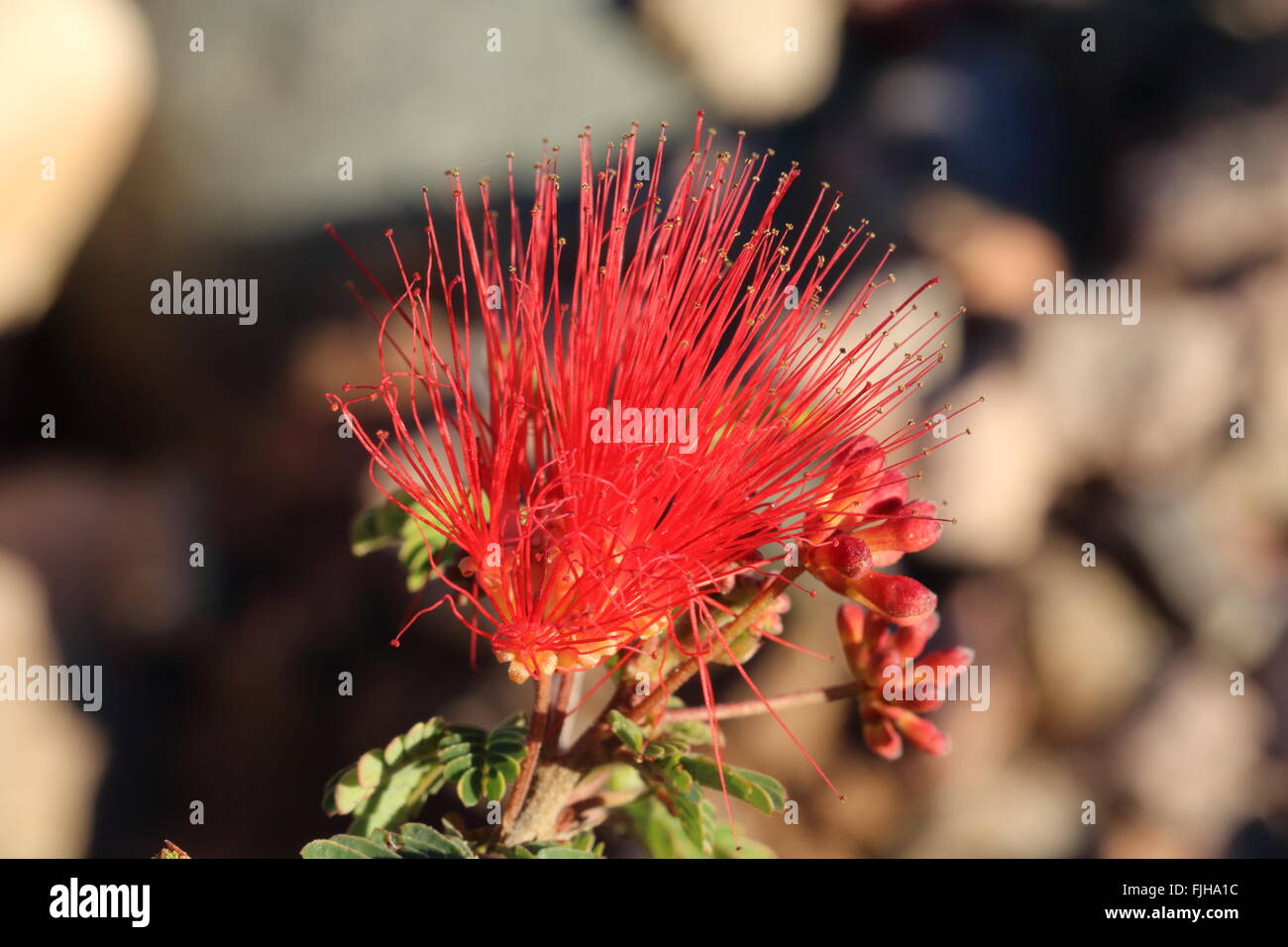 Fee-Duster Stockfoto