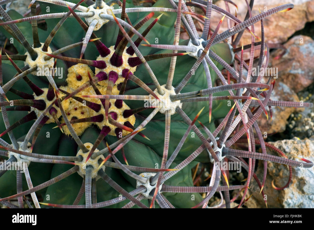 Pima-Ananas-Kaktus (kahl Robustispina / kahl Scheeri Ssp Robustispina), Großaufnahme von gebogenen Stacheln, Sonora, USA Stockfoto