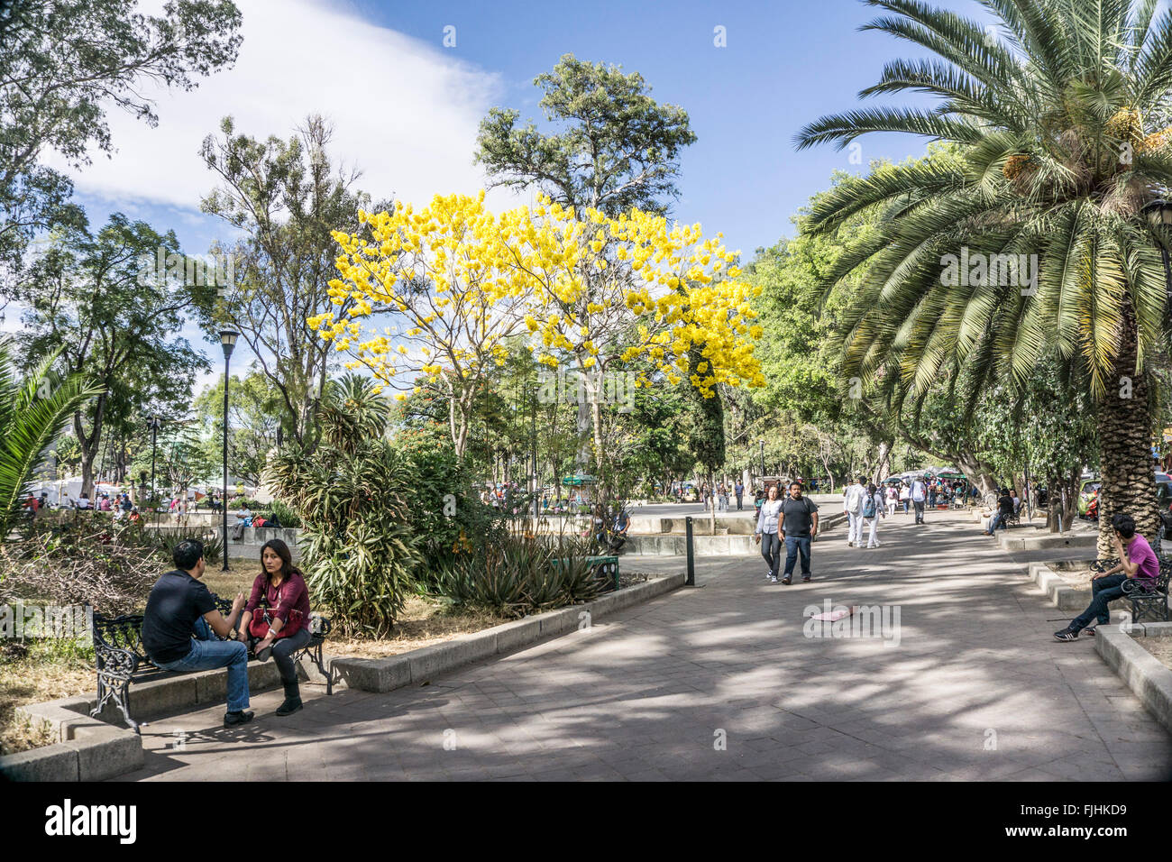 fröhlichen Frühling Szene Llano Park Oaxaca mit leuchtend gelb blühenden Akazie Bäume & Paare Bummeln im gefleckten Sonne sitzen Stockfoto