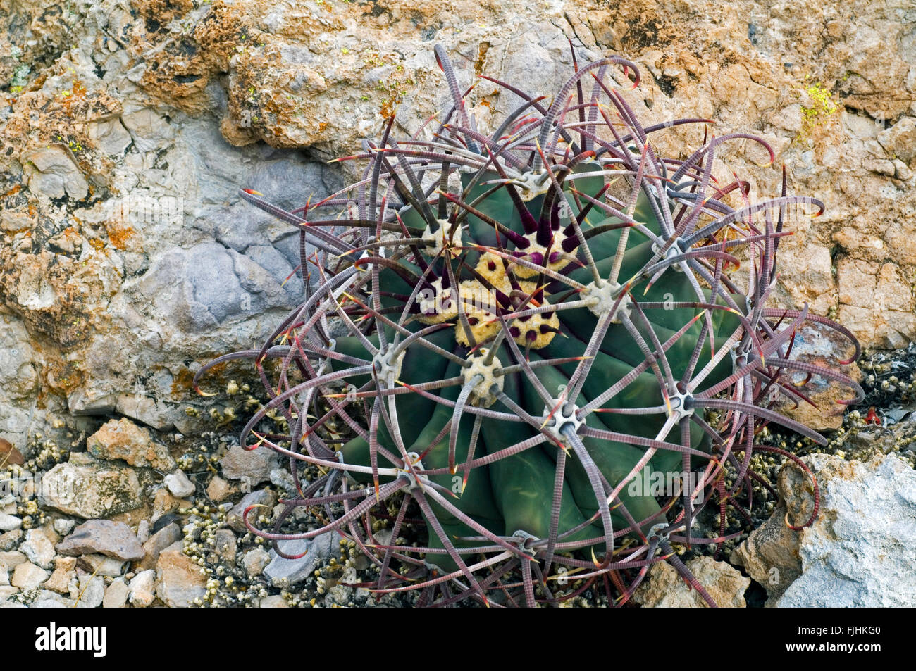 Pima-Ananas-Kaktus (kahl Robustispina / kahl Scheeri Ssp Robustispina) ursprünglich aus der Sonoran Wüste, USA Stockfoto