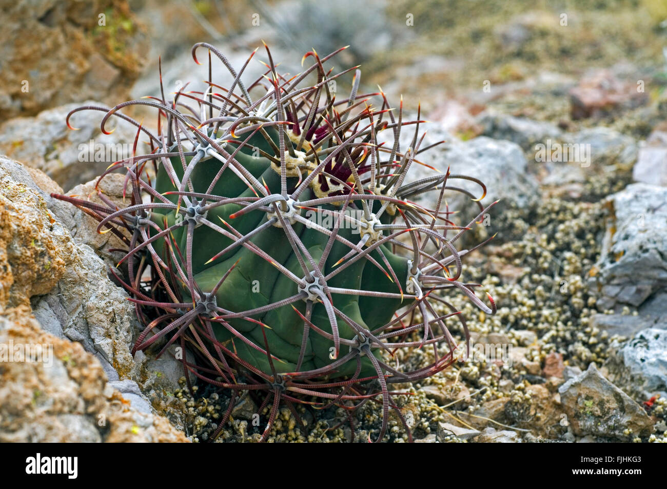 Pima-Ananas-Kaktus (kahl Robustispina / kahl Scheeri Ssp Robustispina) ursprünglich aus der Sonoran Wüste, USA Stockfoto