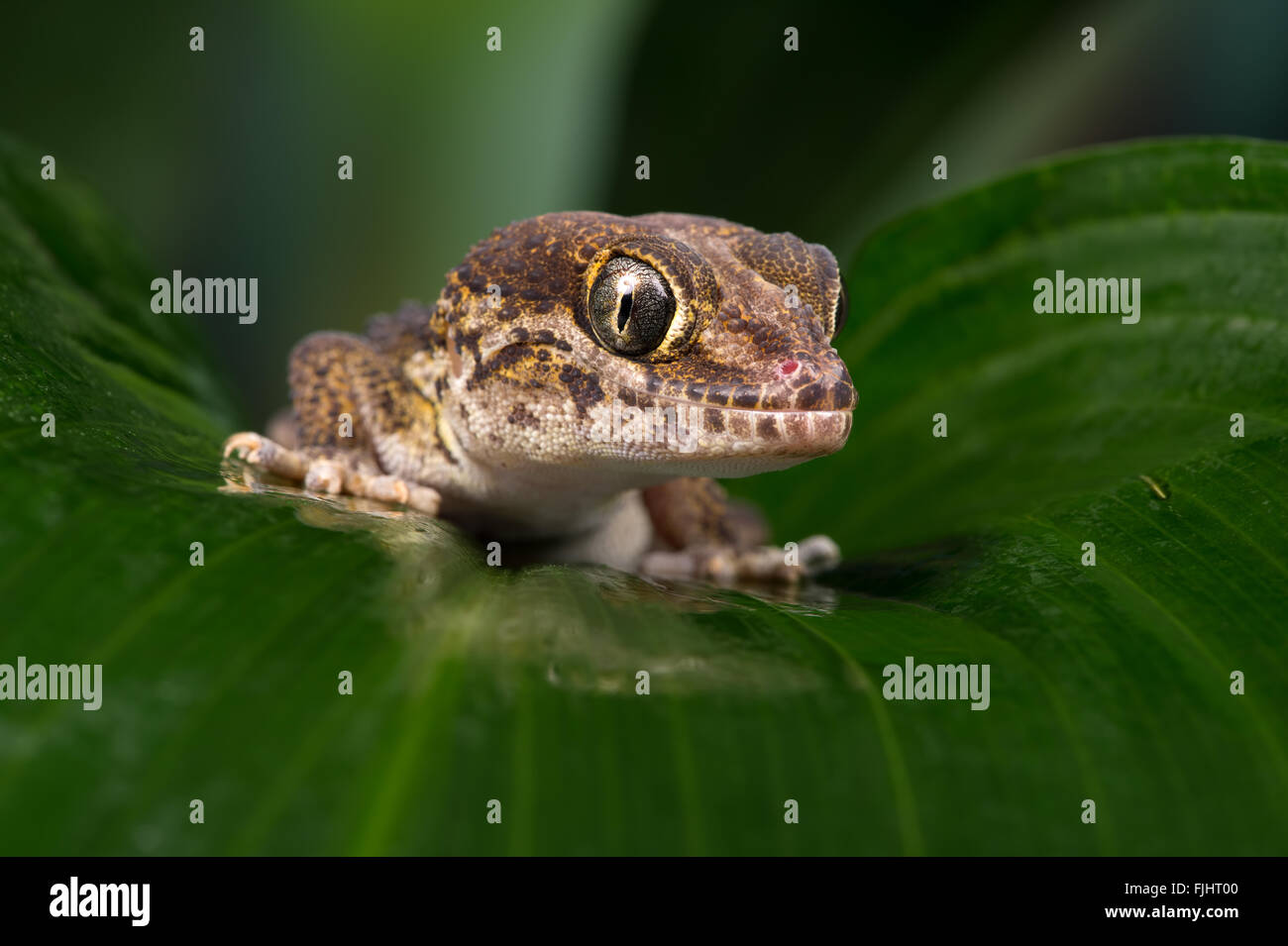 Madagassische Boden Gecko (Paroedura Pictus) Stockfoto