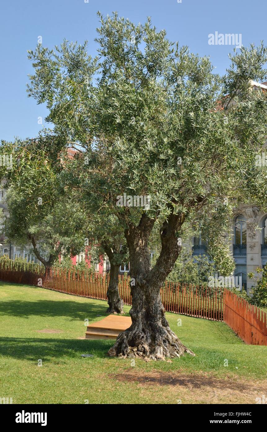 Olivenbaum in Plaza von Lissabon in Porto, Portugal Stockfotografie - Alamy