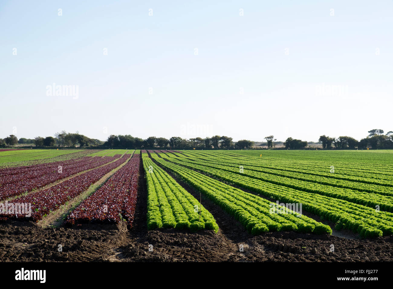 Salat-Ernte, Bawdsey, Suffolk, UK. Stockfoto