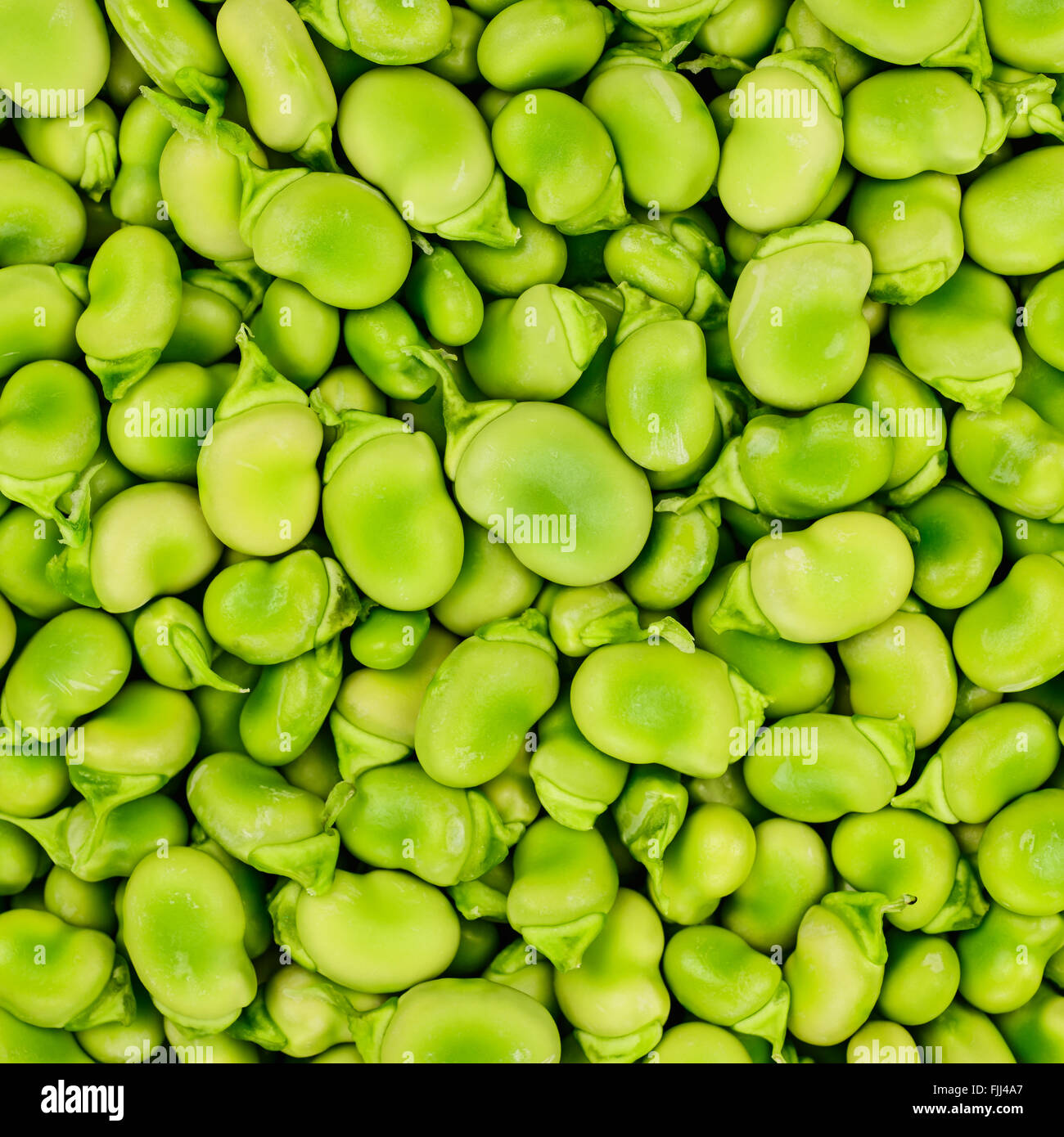 Frische Fava oder Saubohne Hintergrund, Struktur oder Muster. Stockfoto