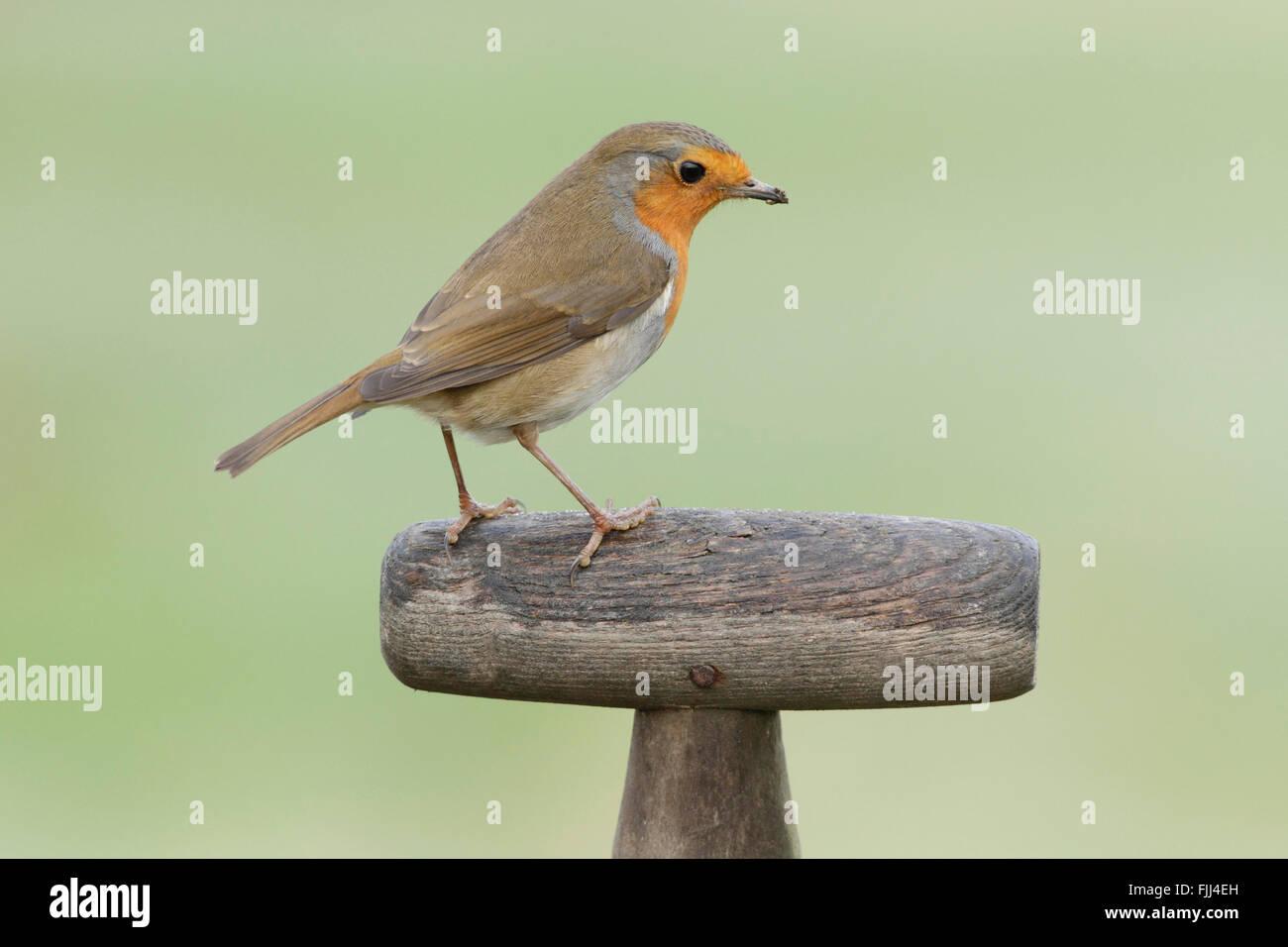 Rotkehlchen (Erithacus Rubecula) Erwachsenen, thront auf Gabel Griff, West Yorkshire, England, November Stockfoto