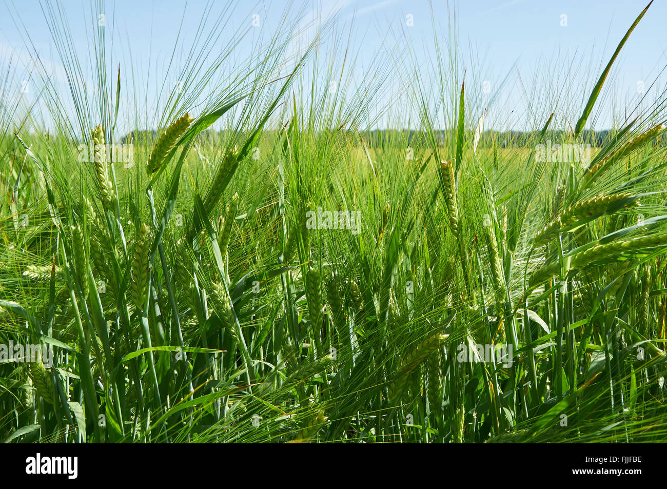 Gerstenfeld mit fast Reife grüne Ohren Stockfoto