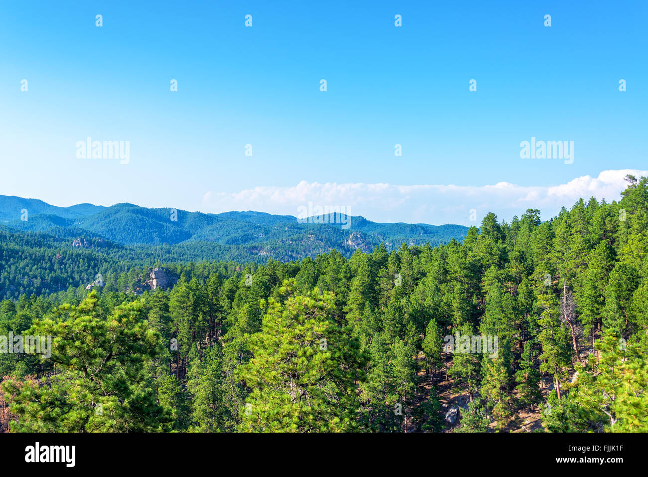 Black Hills National Forest in South Dakota Stockfoto