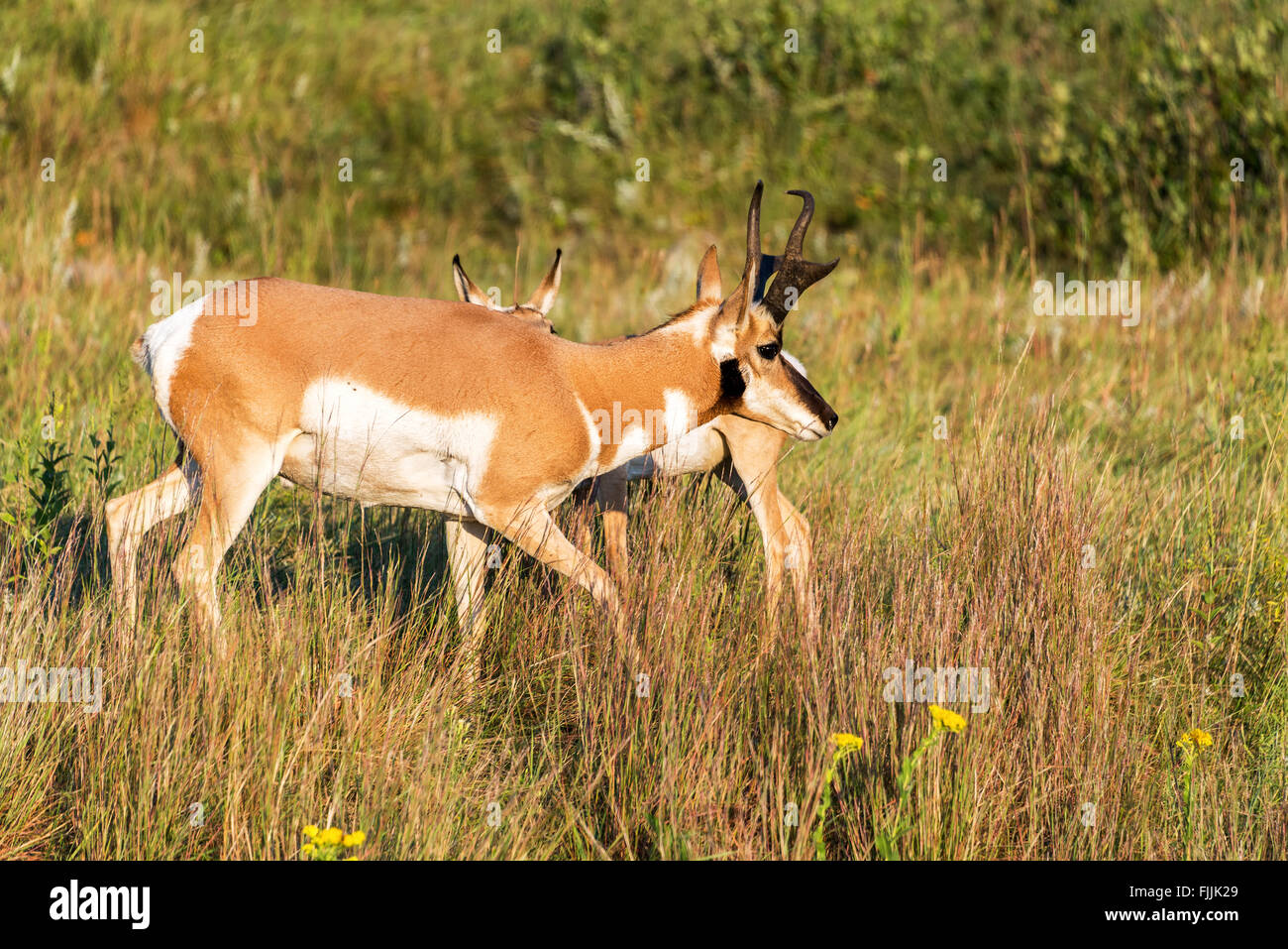 Pronghorn Antilope im Custer State Park in South Dakota Stockfoto