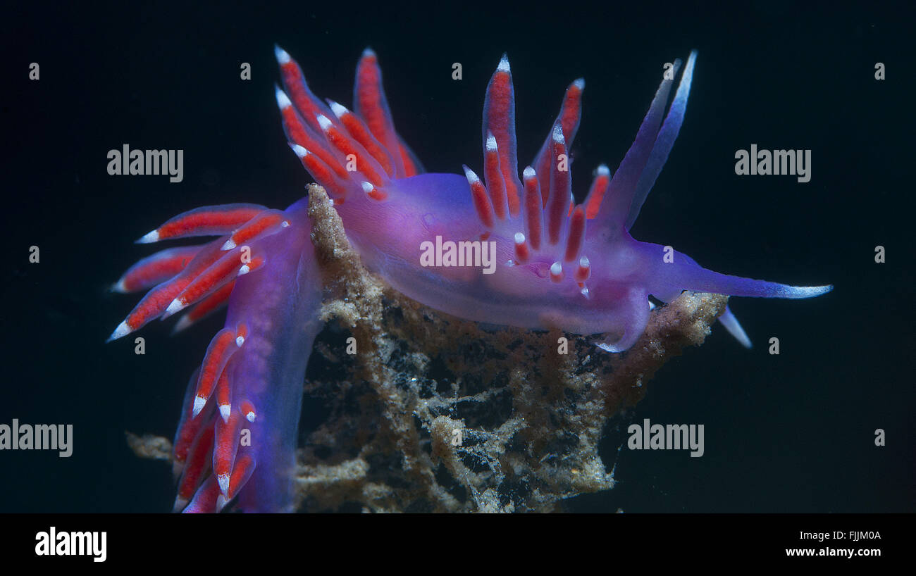 eine kleine lila Wirbellosen rutscht auf dem Meeresgrund Stockfoto